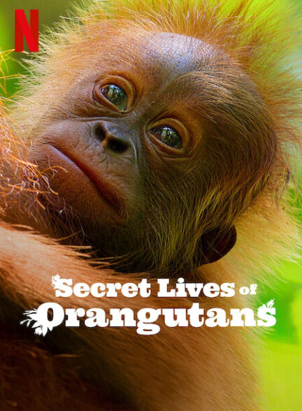 دانلود فیلم Secret Lives of Orangutans