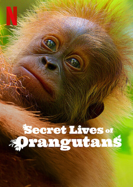 دانلود فیلم Secret Lives of Orangutans